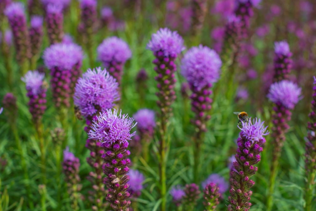 Liatris Spicata Kobold - BIO