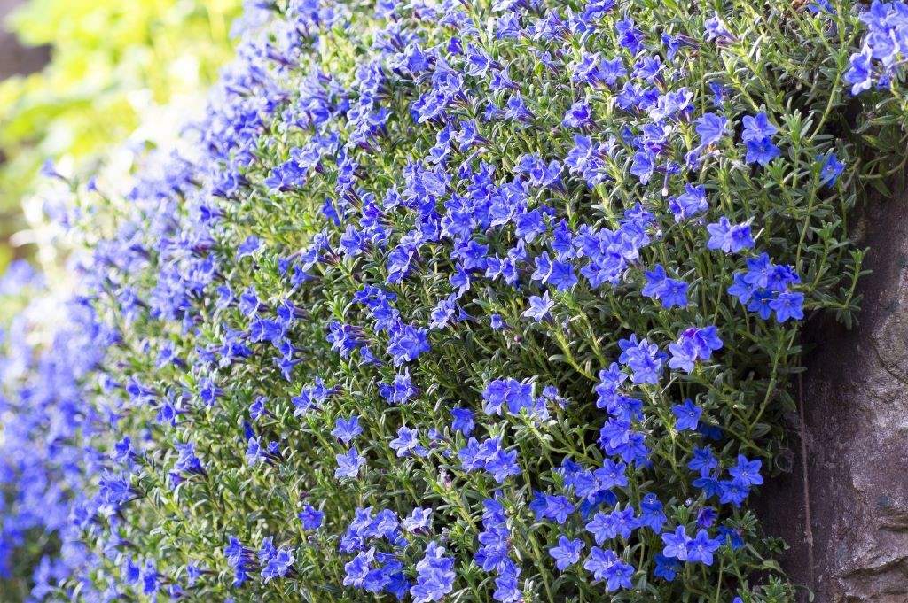 Lithodora Heavenly Blue - BIO