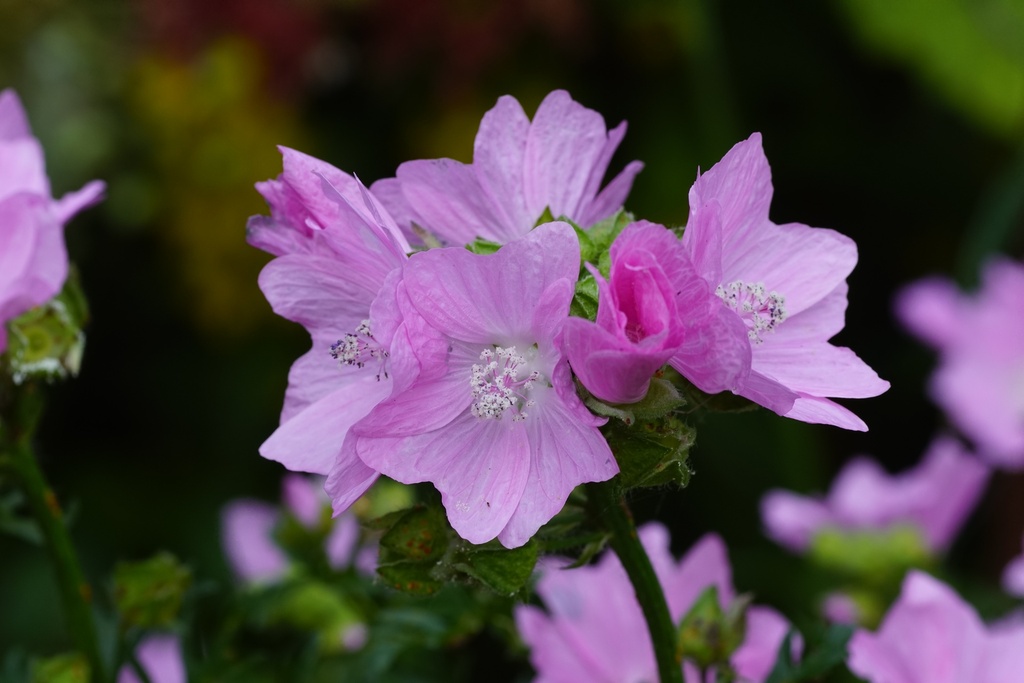 Malva Moschata - BIO