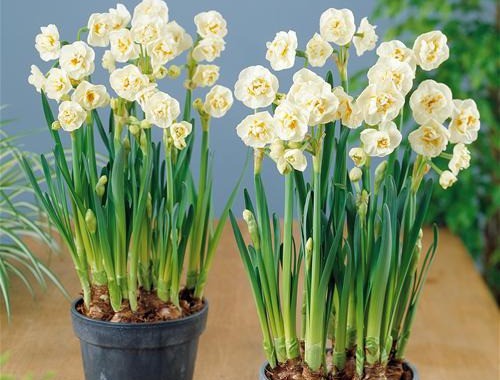 Narcis Bridal Crown op Pot - BIO