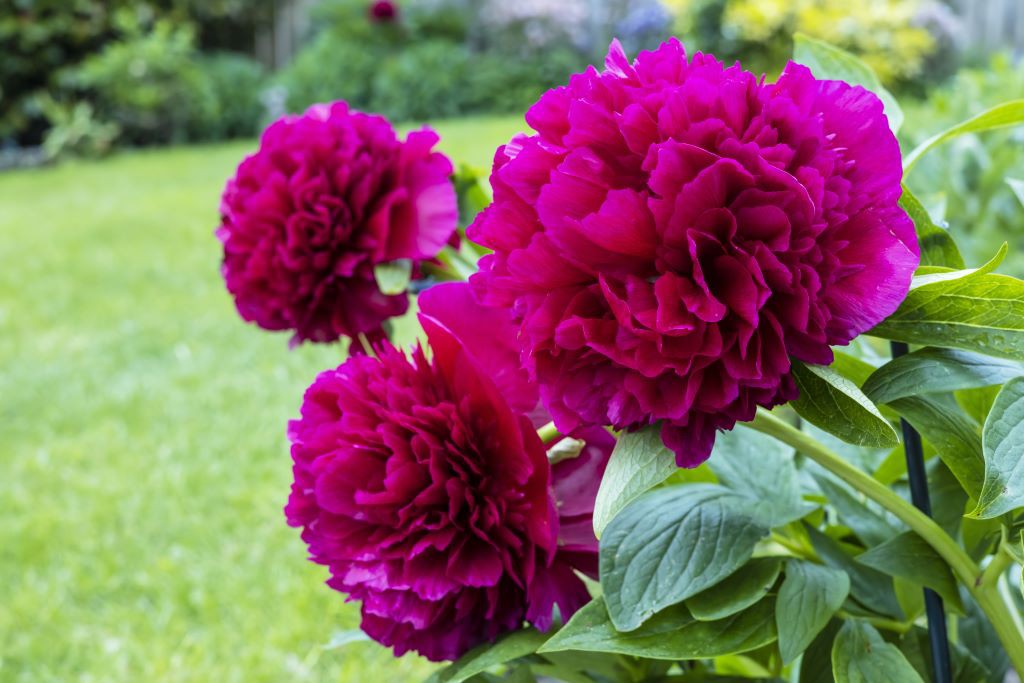 Paeonia Karl Rosenfield - BIO