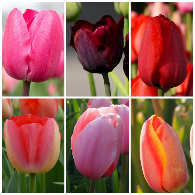 Pakket Lange Tulpen - BIO