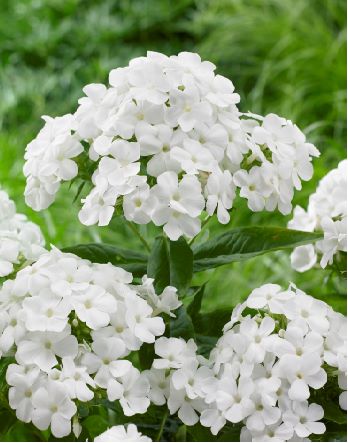 Phlox pan. Famous White - BIO