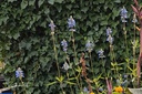 Salvia Crystal Blue - BIO