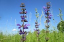 Salvia Pratensis - BIO