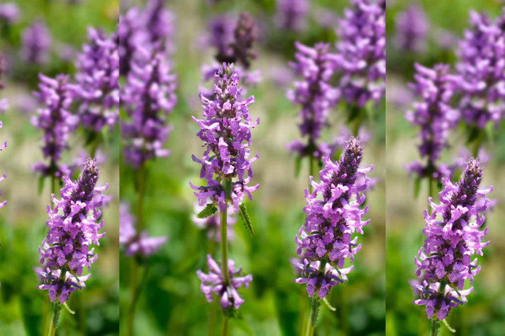 Stachys officinalis - BIO