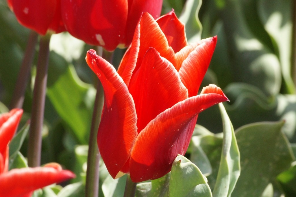 Tulipa Lilystar - BIO