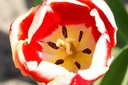 Tulipa My Favourite - BIO