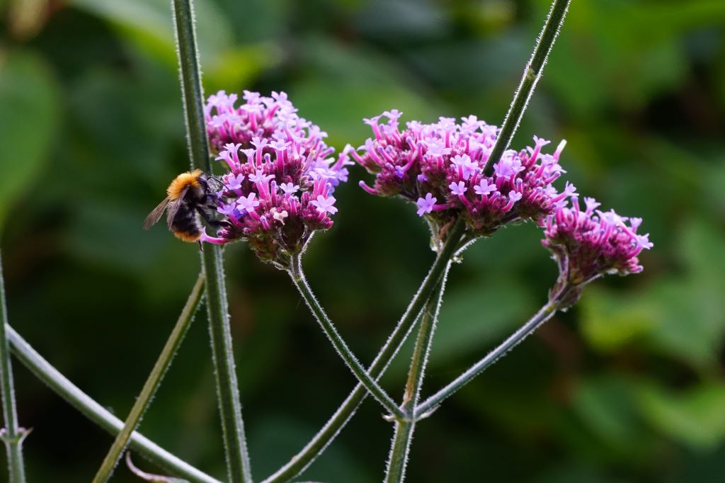 Verbena Bonariensis - BIO