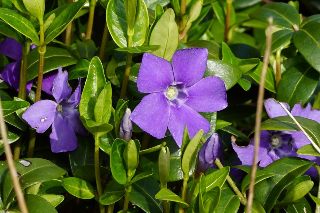 Vinca Minor - BIO