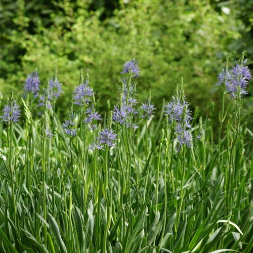 [A9016] Camassia Leichtlinii Caerulea - ORG