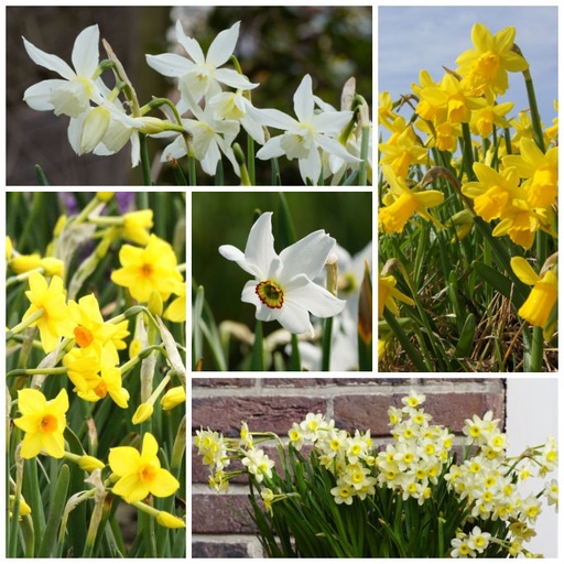 [A3022] Daffodil - Narcissus Mix VELT - ORG