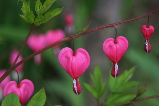 [B8072] Dicentra Spectabilis - BIO