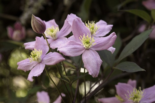 [B8401] Clematis Montana Rubens - ORG