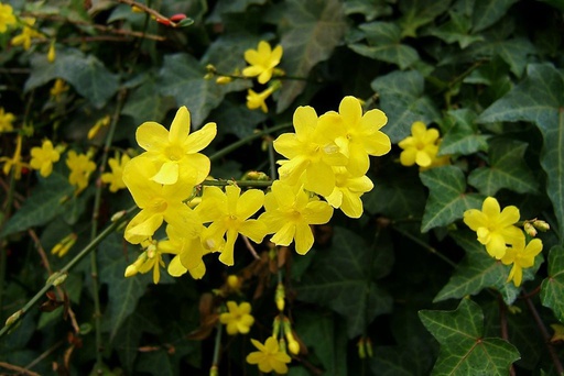 [B8402] Jasminum Nudiflorum - ORG