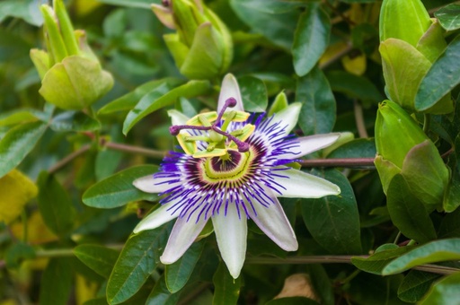 [B8403] Passiflora Caerulea - BIO