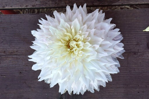 [B1046] Dahlia White Perfection - BIO