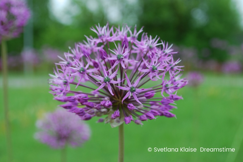 [A9064] Allium Violet Beauty - ORG