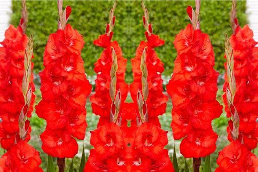 [B2015] Gladiolus Bunga - BIO