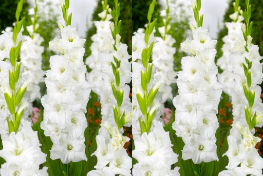 [B2017] Gladiolus Essential - ORG