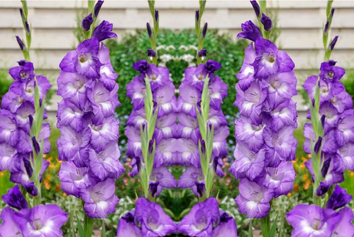 [B2018] Gladiolus Nori - BIO