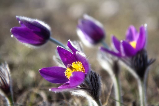 [B8076] Pulsatilla Vulgaris - BIO