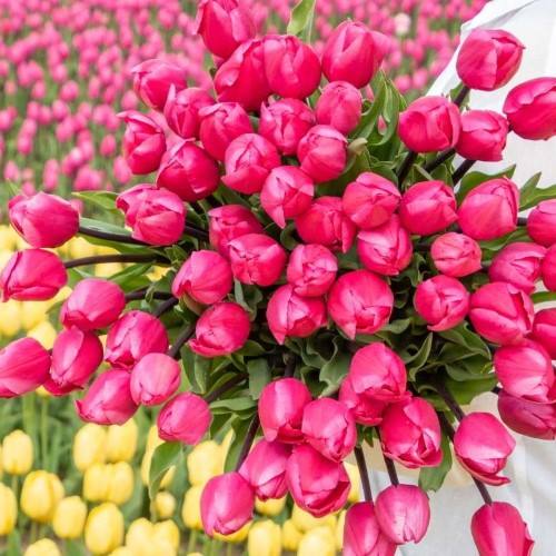 [C1005] Bos Bio Tulpen Roze - BIO