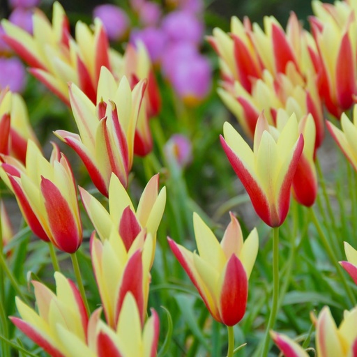 [A1141] Tulipa Clusiana Cynthia - ORG