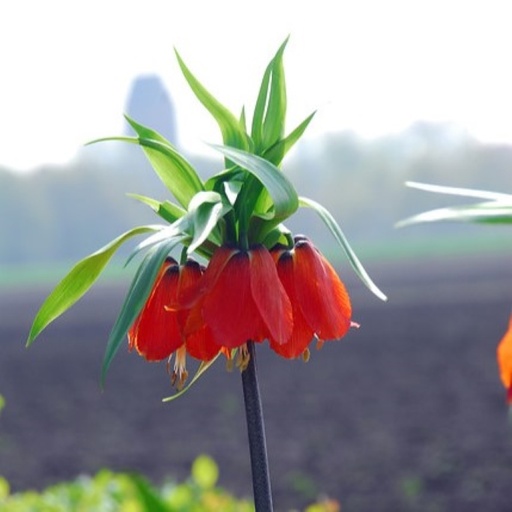 [A9069] Fritillaria imp. Rubra - BIO