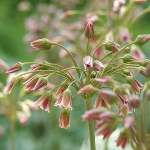 [A9072] Nectaroscordum Siculum - BIO