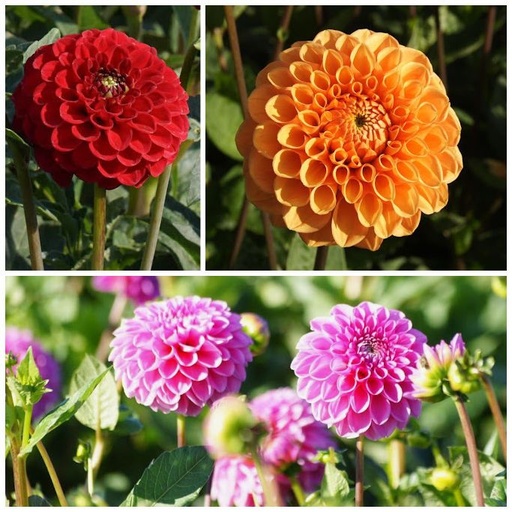 [B1095-V3] Ball Dahlia Mix V3 - ORG