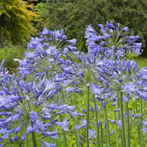 [B8001] Agapanthus Charlotte - BIO