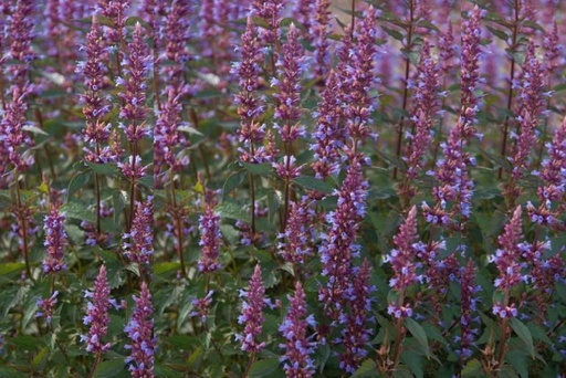 [B8044] Agastache Purple Haze- BIO