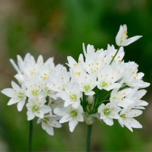 [A9036] Allium Cowanii - Sierui - BIO