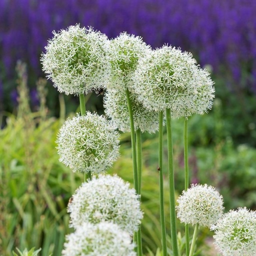 [A9046] Allium Mount Everest - Zierlauch - BIO