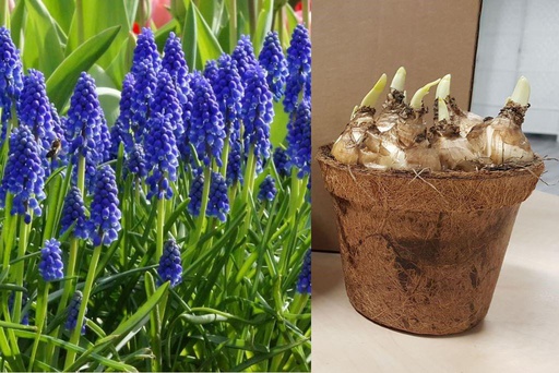 [P1001] Potted Blue Grape Hyacinths - ORG