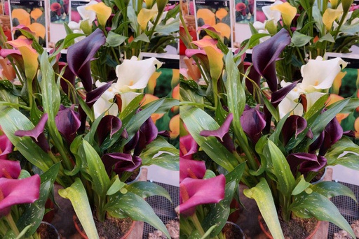 [B9028] Calla Mix - BIO