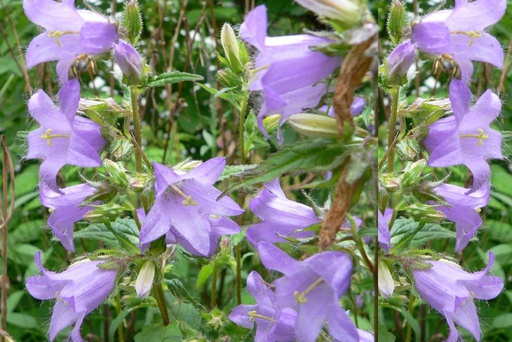 [B8009] Campanula Trachelium - BIO