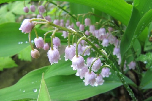 [B9032] Convallaria Rosea - ORG