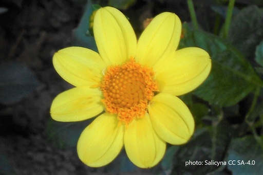 [B1026] Dahlia Topmix Yellow - ORG