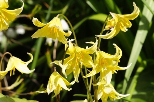 [A9029] Erythronium Pagoda - BIO