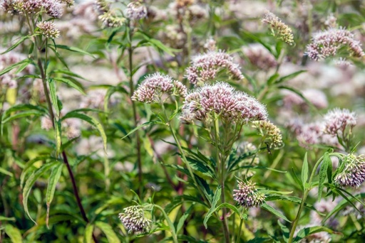 [B8049] Eupatorium Cannabinum - BIO