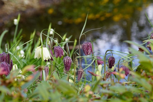 [A9026] Fritillaria Meleagris - BIO 