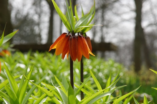 [A9053] Fritillaria imp. William Rex - ORG