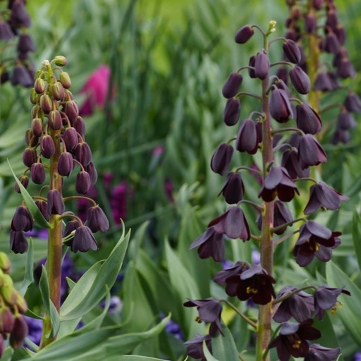 [A9039] Fritillaria Persica - BIO 