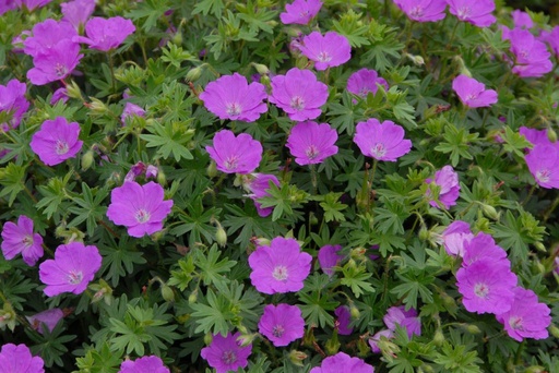 [B8014] Geranium Sanguineum - BIO