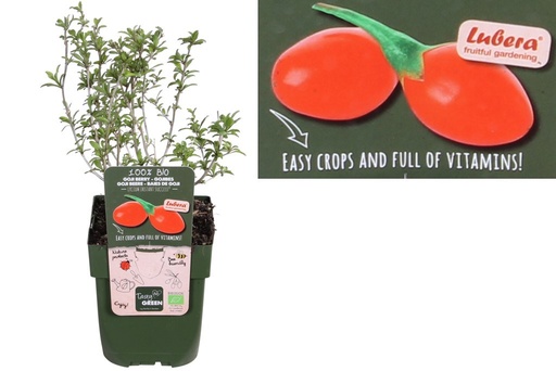 [F1001] Goji berry bush - ORG