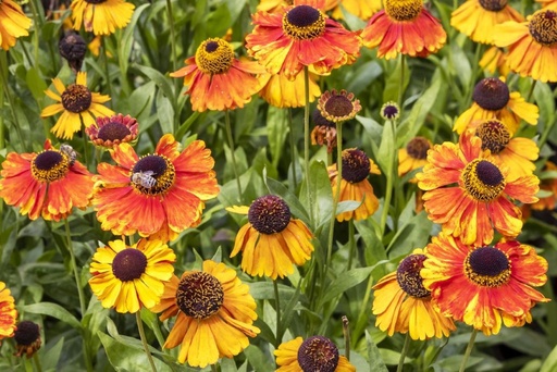 [B8051] Helenium Sahins Early Flowerer - BIO