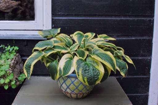 [B8018] Hosta Wide Brim - BIO