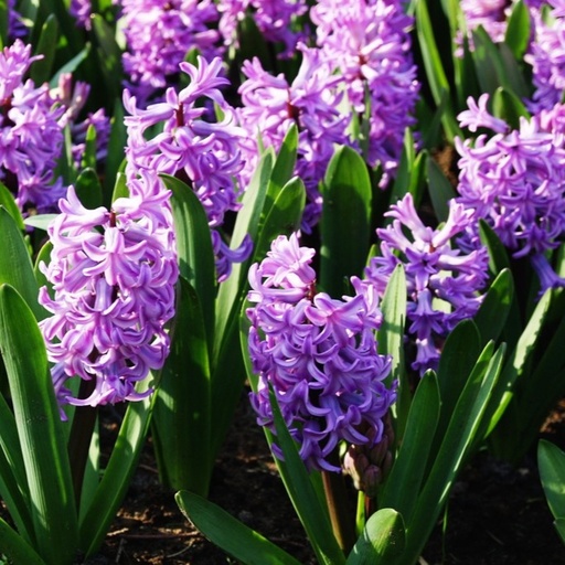 [A4005] Hyacinthus Splendid Cornelia - BIO